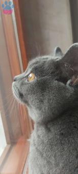 British Shorthair Erkek Kedim İçin Eş Arıyorum
