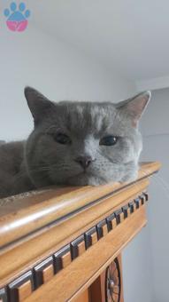 British Shorthair Oğluma Eş Arıyorum 10 Aylık