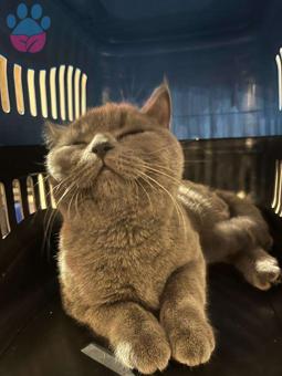 British Shorthair Kedime Eş Arıyorum