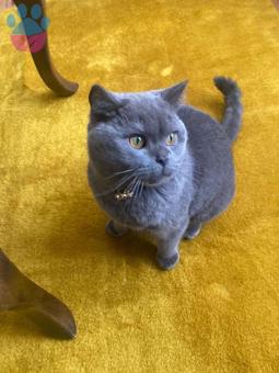 British Shorthair Oğluma Eş Arıyorum