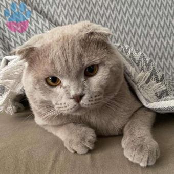 Scottish Fold 1 Yaşında Kedime Eş Arıyorum