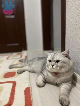 British Shorthair 1,5 Yaşında Kedime Eş Arıyorum