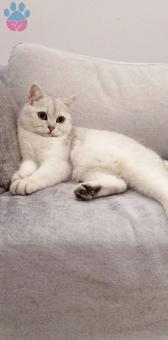British Shorthair Silver Kedime Eş Arıyorum