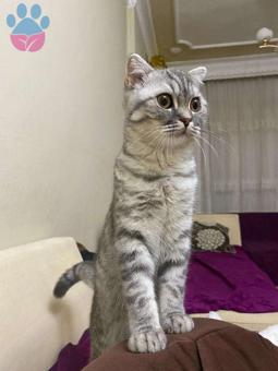 British Shorthair Oğluma Eş Arıyorum