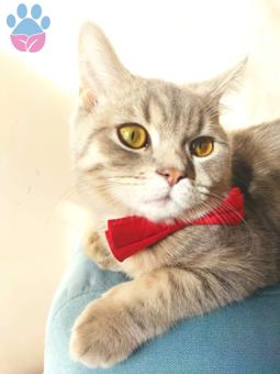 British Shorthair 7,5 Aylık Kedime Eş Arıyorum