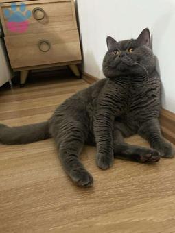 British Shorthair 2 Yaşında Oğluma Eş Arıyorum