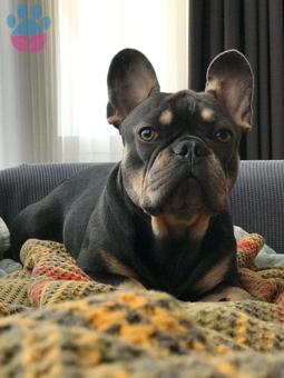 French Bulldog Blue Tan Köpeğime Eş Arıyorum