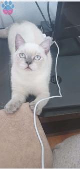 British Shorthair Bluepoint Kedime Eş Arıyorum