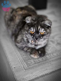 Scottish Fold Dişi 11 Aylık Kızıma Eş Arıyorum