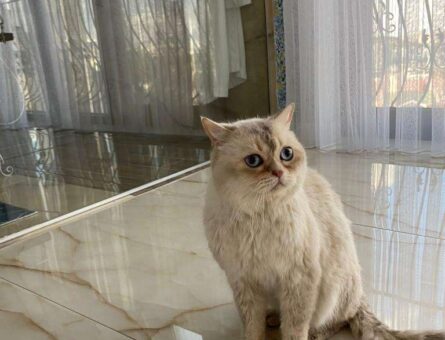 British Longhair Kedime Eş Arıyorum