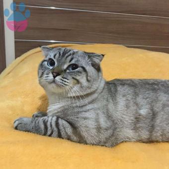 Scottish Fold 11 Aylık Kedime Eş Arıyorum