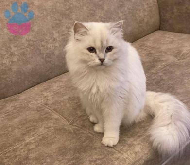 British Longhair Oğlumuza Eş Aranıyor