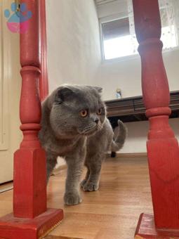 Scottish Fold Paşa Eş Arıyor 2.5 Yaşında