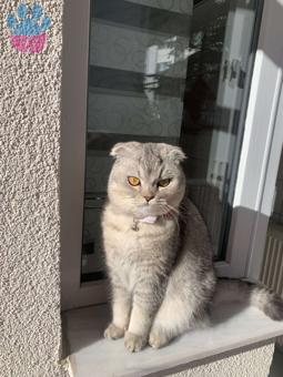 Scottish Fold Erkek Kedime Eş Arıyorum