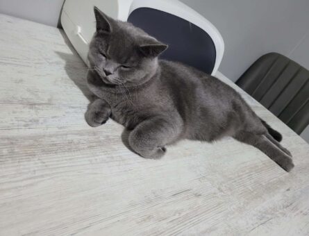 British Shorthair Oğluma Dişi Eş Arıyorum