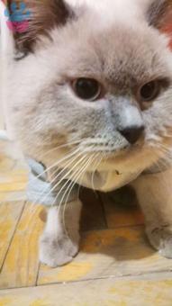 17 Aylık British Shorthair Bluepoint Kedimize Eş Arıyoruz