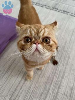 Exotic Shorthair 9 Aylık Oğluma Eş Arıyorum