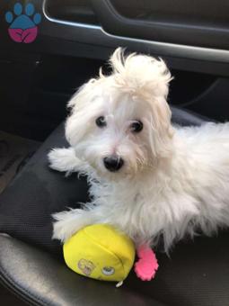 Maltese Terrier Oğluma Dişi Eş Arıyorum