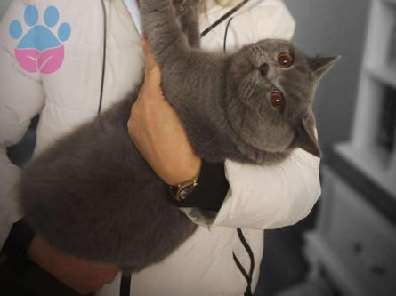 British Shorthair Kedime Eş Arıyorum