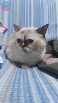 British Shorthair 2 Yaşında Kedime Eş Arıyorum