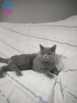 British Shorthair Oğlumuza Hanımefendi Arıyoruz