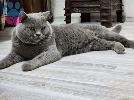 British Shorthair 1 Yaşındaki Kedime Eş Arıyorum