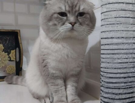 Scottish Fold Bluepoint Kedime Eş Arıyorum