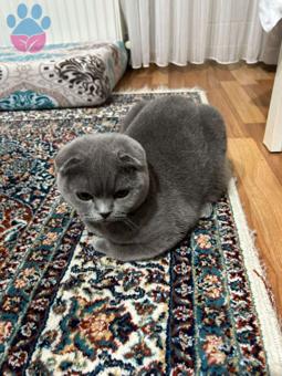 Scottish Fold Puffy Kedime Eş Arıyorum