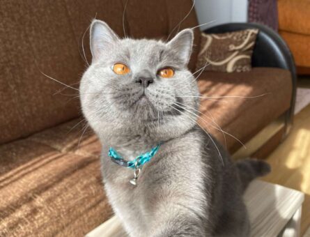 British Shorthair 14 Aylık Kedime Eş Arıyorum