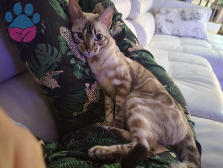 Bengal Dişi Kedime Eş Arıyorum 10 Aylık
