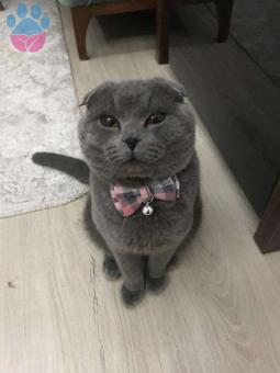 Scottish Fold 10 Aylık Kedime Eş Arıyorum