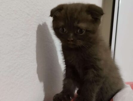 Scottish Fold Kızımıza Yakışıklı Bir Erkek Arıyoruz