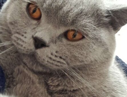 British Shorthair Oğlum Mercan&#8217;a Eş Arıyorum