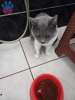 British Shorthair 1 Yaşında Kedime Eş Arıyorum