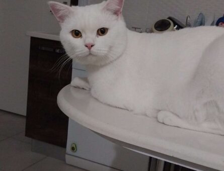 British Shorthair 1 yaşında kedime eş arıyoruz