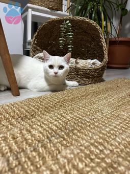 British Shorthair Uslu ve Sevimli Oğluma Dişi Arıyorum