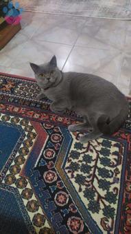 British Shorthair Oğlumuza Eş Arıyoruz