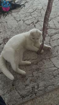 Scottish Fold Oğlumuz Muhtar&#8217;a Eş Arıyoruz