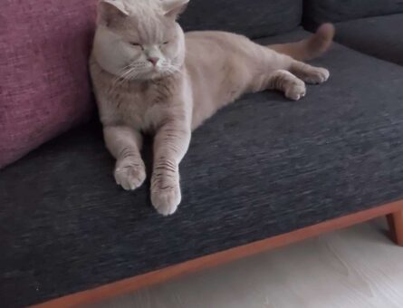 British Shorthair Oğlumuz için Eş Aranıyor