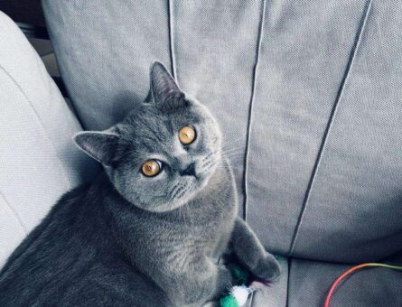 British Shorthair Yakışıklı Patronuma Uygun Eş Arıyoruz