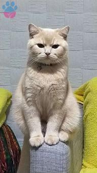 British Shorthair 11 Aylık Oğlumuz Sezar&#8217;a Eş Arıyoruz