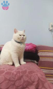 British Shorthair Kedime Eş Arıyorum