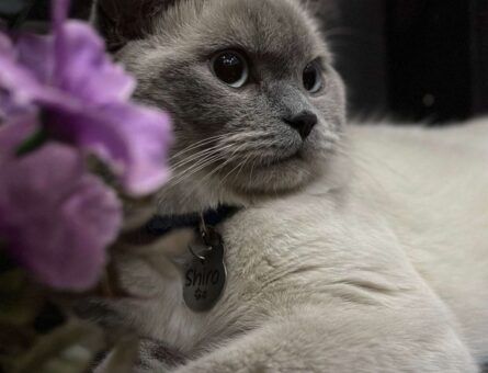 British Shorthair Erkek Kedime Eş Arıyorum