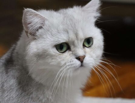 British Shorthair NS11 Kedime Eş Arıyorum