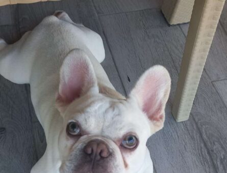 French Bulldog Cinsi Oğluma Eş Arıyorum