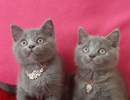 British Shorthair Oğluma Gelin Adayı Arıyorum