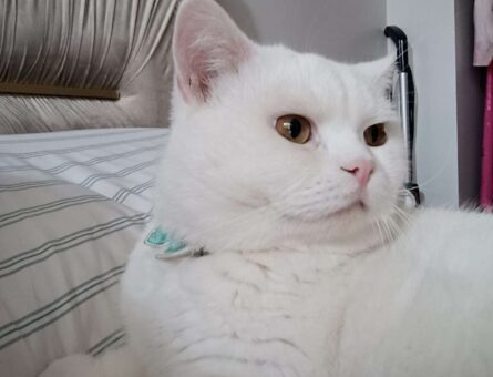 British shorthair Oğlumuza Eş Arıyoruz