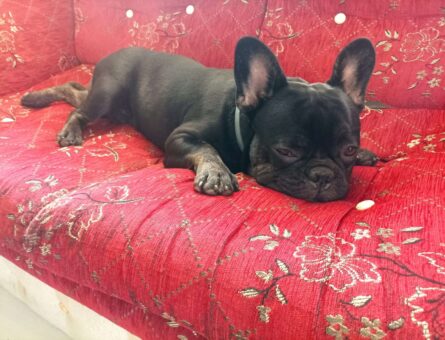 French Bulldog 9 Aylık Oğluma Eş Arıyorum