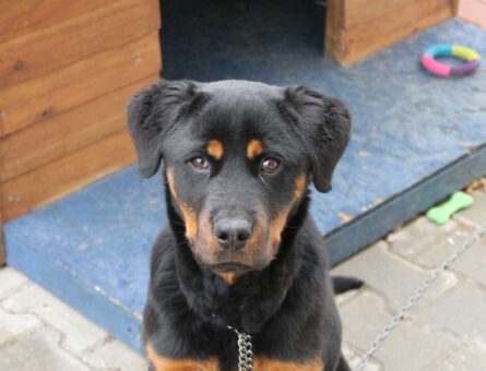 Rottweiler 1,5 Yaşındaki Kızımıza Eş Arıyoruz