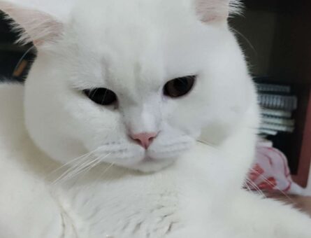 British Shorthair Aşıları Tam Kedimize Eş Arıyoruz